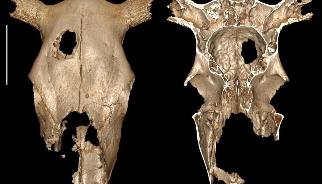 En scanning av kuskallen, som tydelig viser åpningen etter den påståtte operasjoner. (Bilde: Fernando Ramirez Rozzi) En scanning av kuskallen, som tydelig viser åpningen etter den påståtte operasjoner. (Bilde: Fernando Ramirez Rozzi)