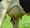 Animated cow sex fan photo