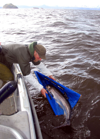Professor Audun Rikardsen setter ut en satellittmerket villaks i havet. (Foto: Salmotrack) Professor Audun Rikardsen setter ut en satellittmerket villaks i havet. (Foto: Salmotrack)