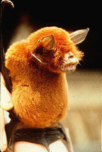 Skjeggbladhake (Foto: Smithsonian National Museum of Natural History) Skjeggbladhake (Foto: Smithsonian National Museum of Natural History)
