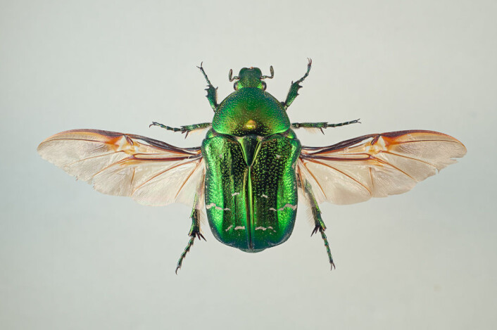 Cetonia aurata (Foto: Arnstein Staverløkk) Cetonia aurata (Foto: Arnstein Staverløkk)