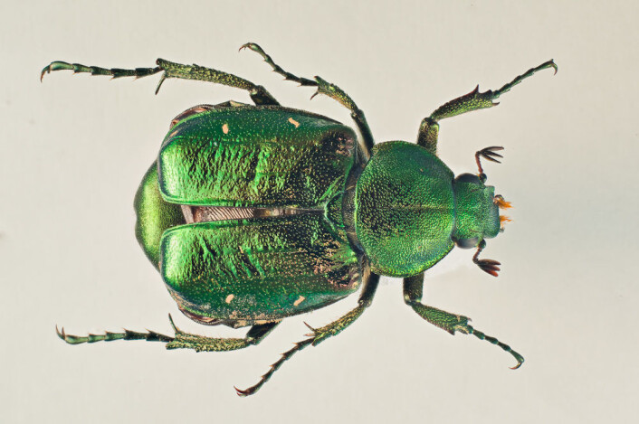 Gnorimus nobilis (Foto: Arnstein Staverløkk) Gnorimus nobilis (Foto: Arnstein Staverløkk)