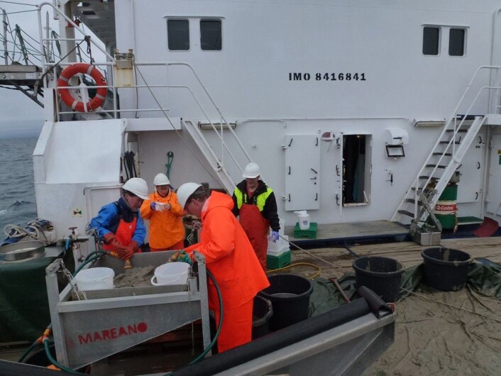 Anders, Valeire og Anne sikter trålprøvene på jakt etter børstemarker. Foto: MAREANO Anders, Valeire og Anne sikter trålprøvene på jakt etter børstemarker. Foto: MAREANO