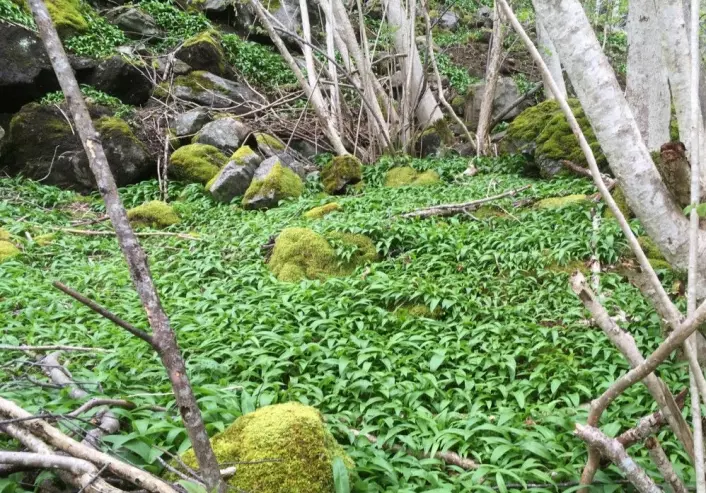 Ramsløken ligger som et grønt teppe i skogen. Bildet er tatt ved Fykse i Hardanger. (Foto: Rakel Blaalid)