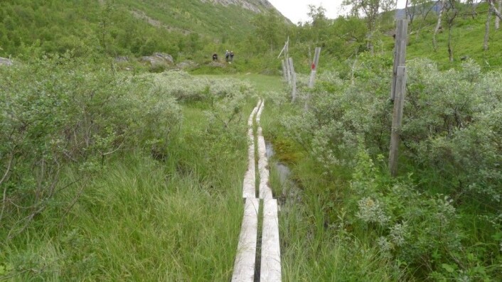 Dersom det legges klopper eller stein som folk kan gå på vil myra raskt gro til og folk kommer seg lettere fram. (Foto: Dagmar Hagen) Dersom det legges klopper eller stein som folk kan gå på vil myra raskt gro til og folk kommer seg lettere fram. (Foto: Dagmar Hagen)