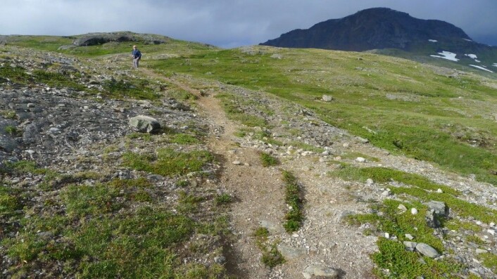 Dersom det oppstår slitasje på rabber i fjellet klarer ikke vegetasjonen å vokse opp igjen på svært lang tid. (Foto: Dagmar Hagen) Dersom det oppstår slitasje på rabber i fjellet klarer ikke vegetasjonen å vokse opp igjen på svært lang tid. (Foto: Dagmar Hagen)