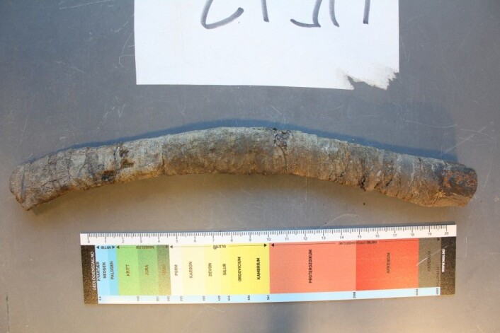 Tungebeinet til fiskeøgla Geirus. Det er ikke tull, selv om det kanskje ikke er så vakkert heller. Foto: LLD Tungebeinet til fiskeøgla Geirus. Det er ikke tull, selv om det kanskje ikke er så vakkert heller. Foto: LLD