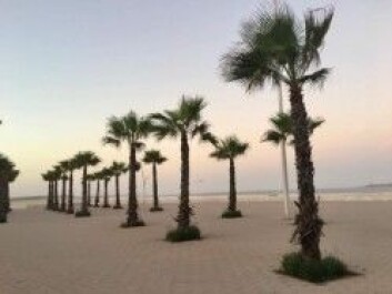 Den hvite sandstranden ved Kardemommebyen Essaouira. (Foto: Privat) Den hvite sandstranden ved Kardemommebyen Essaouira. (Foto: Privat)