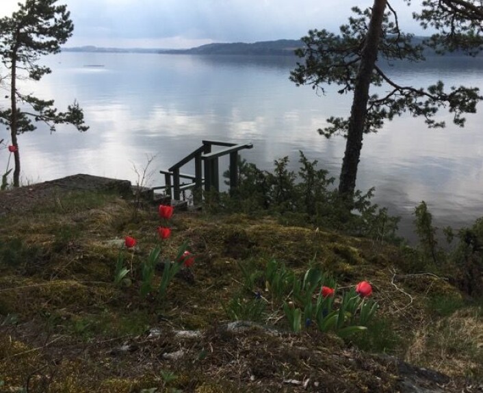 Tulipanene på hytta undret seg over alt vannet som strømmet så raskt sydover i dag. (Bilde: T. Wahl) Tulipanene på hytta undret seg over alt vannet som strømmet så raskt sydover i dag. (Bilde: T. Wahl)