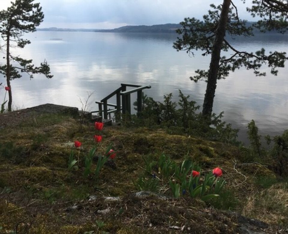 Tulipanene på hytta undret seg over alt vannet som strømmet så raskt sydover i dag. (Bilde: T. Wahl)