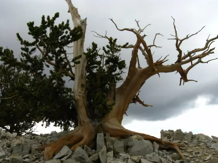 Metusalemfuru. Noen av de tøffeste og mest hardføre trærne i verden. (Foto: Joachim Töpper)