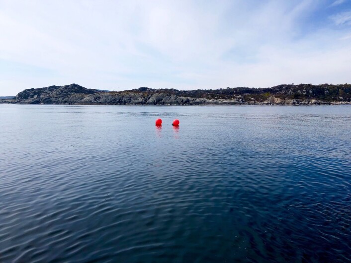 Under desse blåsene befinn det seg eit bur med 30 fisk. Fisken står der for å samle lakselus. Foto: Lars Asplin, Havforskningsinstituttet Under desse blåsene befinn det seg eit bur med 30 fisk. Fisken står der for å samle lakselus. Foto: Lars Asplin, Havforskningsinstituttet