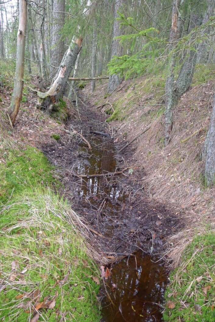Når myra har blitt grøfta renner vannet ut av den. Den mister evnen til karbonlagring og forholdene endres slik at også trær kan etablere seg og vokse seg store. (Foto: Dagmar Hagen) Når myra har blitt grøfta renner vannet ut av den. Den mister evnen til karbonlagring og forholdene endres slik at også trær kan etablere seg og vokse seg store. (Foto: Dagmar Hagen)