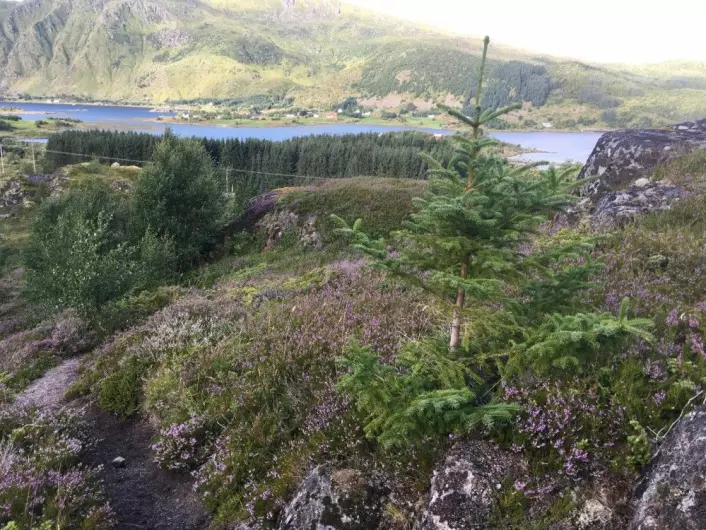 I Lofoten er plantasjene med fremmede bartrær store, og foryngelsen av småplanter er i gang. Vi observerte nye individer både i hei, skog og rasmark. Noen av de nyetablerte trærne er allerede flere meter høye. (Foto: Magni Olsen Kyrkjeeide)