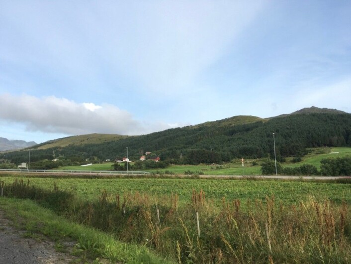 I Vestvågøy i Lofoten er plantefeltene med fremmede bartrær stedvis omfangsrike og dominerende i landskapet. (Foto: Magni Olsen Kyrkjeeide) I Vestvågøy i Lofoten er plantefeltene med fremmede bartrær stedvis omfangsrike og dominerende i landskapet. (Foto: Magni Olsen Kyrkjeeide)