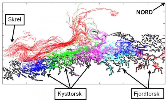 Transport av torskeegg langs Helgelandskysten fra skrei (rødt), kysttorskbestander (blå, grønn, rosa) og fjordbestander (lyseblå, rød) (Kart: M.S. Myksvoll et.al. 2013 / Havforskningsinstituttet) Transport av torskeegg langs Helgelandskysten fra skrei (rødt), kysttorskbestander (blå, grønn, rosa) og fjordbestander (lyseblå, rød) (Kart: M.S. Myksvoll et.al. 2013 / Havforskningsinstituttet)