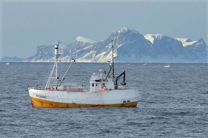 (Foto: Gunnar Sætra, Havforskningsinstituttet) (Foto: Gunnar Sætra, Havforskningsinstituttet)