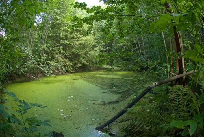 En gårdsdam i Lier som er i ferd med å gro igjen. Bestanden av storsalamander er på under 40 individer og yngling er ikke registrert på over fem år. (Foto: Børre K. Dervo) En gårdsdam i Lier som er i ferd med å gro igjen. Bestanden av storsalamander er på under 40 individer og yngling er ikke registrert på over fem år. (Foto: Børre K. Dervo)
