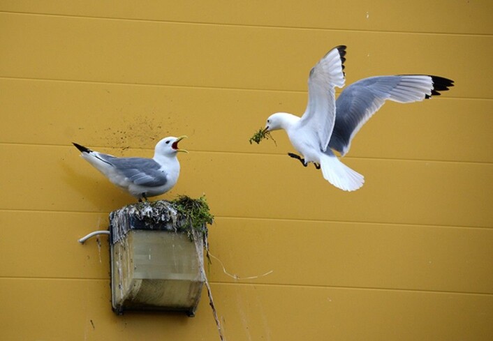 Krykkjer er meget tilpasningsdyktige og har lenge blitt et fargerik innslag i byer og tettsteder langs skipsleia. Foto: Rob Barrett. Krykkjer er meget tilpasningsdyktige og har lenge blitt et fargerik innslag i byer og tettsteder langs skipsleia. Foto: Rob Barrett.