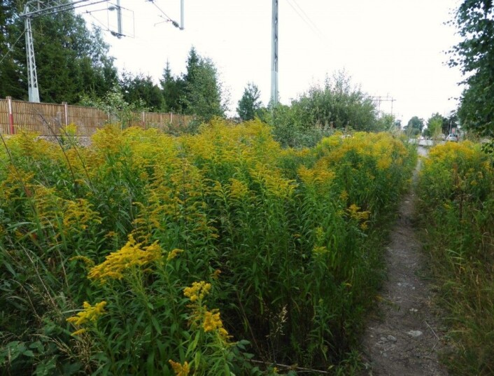 Kanadagullris, som sprer seg lett langs vei og jernbane, er en av de mange skadelige fremmede planteartene i Norge. (Foto: Siri Lie Olsen) Kanadagullris, som sprer seg lett langs vei og jernbane, er en av de mange skadelige fremmede planteartene i Norge. (Foto: Siri Lie Olsen)