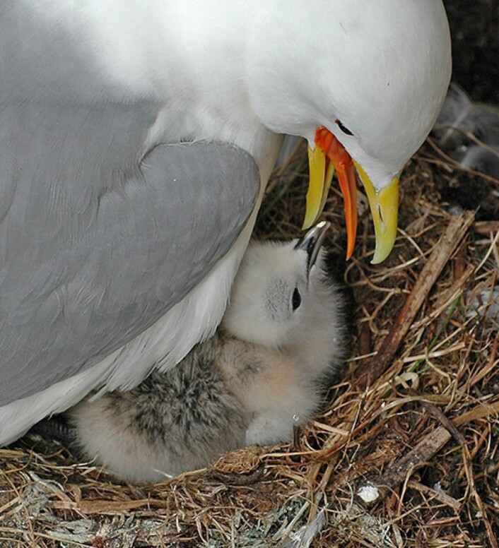 Krykkjeunger er dunkledde ved klekking. De passes på av begge foreldrene, og mates med oppgulpet fisk og krepsdyr 5–6 ganger om dagen. De er flyvedyktige etter 5–6 uker.<br>(Foto: Rob Barrett.) Krykkjeunger er dunkledde ved klekking. De passes på av begge foreldrene, og mates med oppgulpet fisk og krepsdyr 5–6 ganger om dagen. De er flyvedyktige etter 5–6 uker.<br>(Foto: Rob Barrett.)