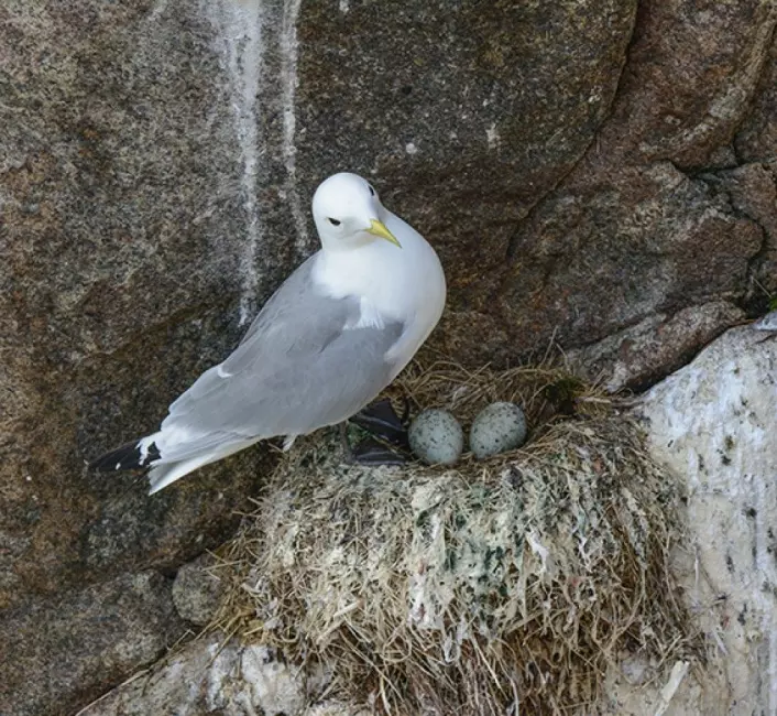 Som de fleste måseartene, legger krykkjer 1–3 egg som ruges kontinuerlig i nesten 4 uker.<br>(Foto: Rob Barrett.)