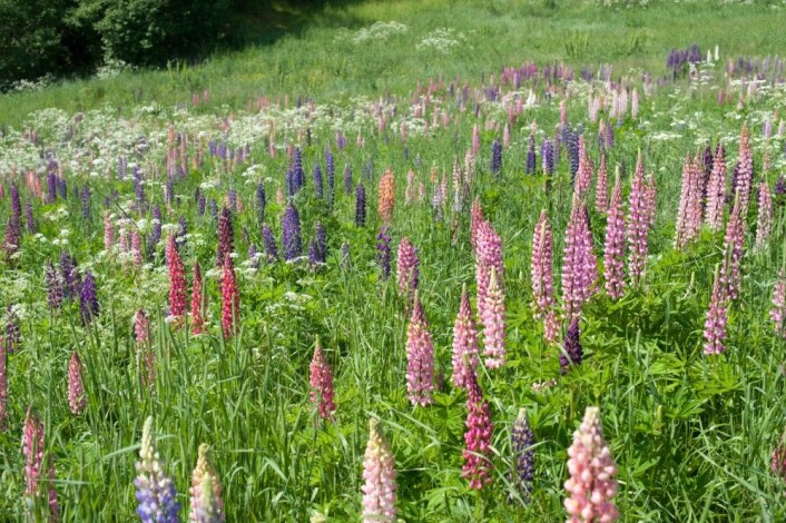 Lupiner er vakre å se på, men dette er en fremmed art som fortrenger naturlig forekommende arter og derfor utgjør en trussel mot norsk natur (Foto: Arnstein Staverløkk) Lupiner er vakre å se på, men dette er en fremmed art som fortrenger naturlig forekommende arter og derfor utgjør en trussel mot norsk natur (Foto: Arnstein Staverløkk)