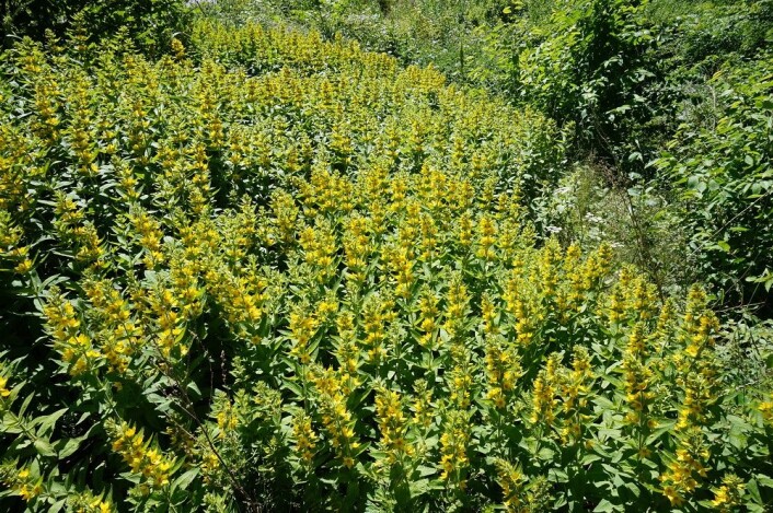 Ikke dump hageavfall i naturen eller langs veier, kun en liten plantebit eller et frø er nok for at planten skal slå rot og skade norsk natur. Fra hageavfallet som er blitt dumpet ved skogkanten popper det opp skudd av den invaderende og ulovlige arten fagerfredløs (Lysimachia punctata). (Foto: Anders L. Kolstad, NTNU Vitenskapsmuseet, CC BY-SA 4.0) Ikke dump hageavfall i naturen eller langs veier, kun en liten plantebit eller et frø er nok for at planten skal slå rot og skade norsk natur. Fra hageavfallet som er blitt dumpet ved skogkanten popper det opp skudd av den invaderende og ulovlige arten fagerfredløs (Lysimachia punctata). (Foto: Anders L. Kolstad, NTNU Vitenskapsmuseet, CC BY-SA 4.0)