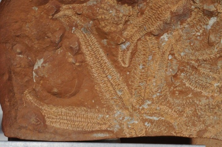 Sjøstjernen <em>Polarasterias janusensis</em>, oppkalt etter Janusfjellet. Foto: Rousseau et al. 2018 Sjøstjernen <em>Polarasterias janusensis</em>, oppkalt etter Janusfjellet. Foto: Rousseau et al. 2018