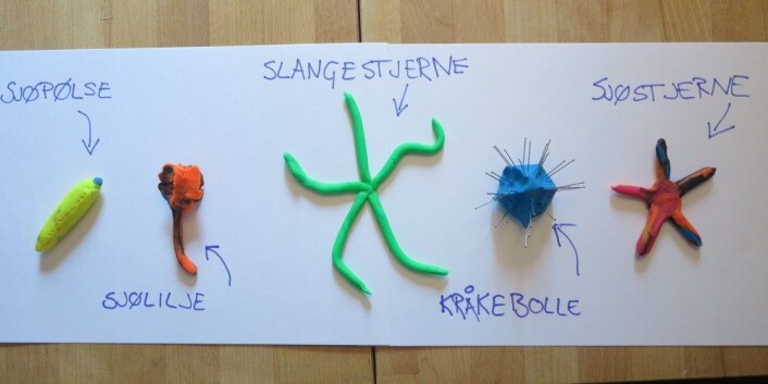 De fem gruppene med pigghuder. Foto og plastelina: LLD De fem gruppene med pigghuder. Foto og plastelina: LLD