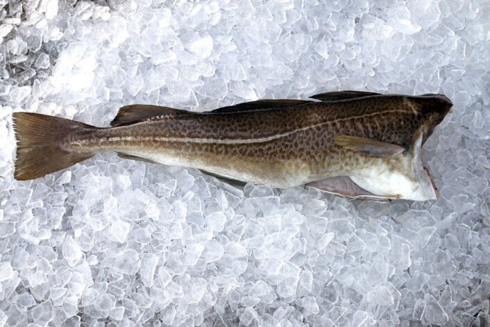 Slik skal fisk oppbevares for å holde seg god lengst mulig - på is. (Foto: Sjurdur Joensen, Nofima) Slik skal fisk oppbevares for å holde seg god lengst mulig - på is. (Foto: Sjurdur Joensen, Nofima)