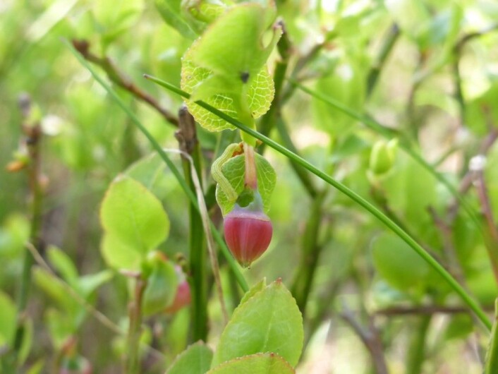Bjørkemålerlarvene foretrekker bjørk, men tar gjerne blåbærblomster til dessert. (Foto: Siri Lie Olsen) Bjørkemålerlarvene foretrekker bjørk, men tar gjerne blåbærblomster til dessert. (Foto: Siri Lie Olsen)