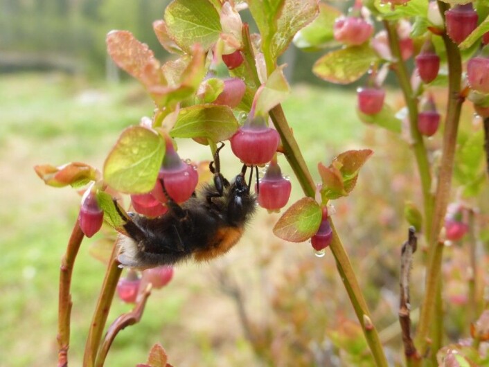 Humler, som denne trehumla, er vanlige pollinatorer på blåbær. (Foto: Siri Lie Olsen) Humler, som denne trehumla, er vanlige pollinatorer på blåbær. (Foto: Siri Lie Olsen)