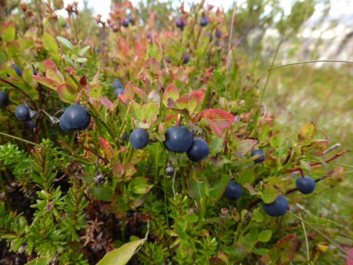 Alle liker blåbær – men hvor viktige er egentlig humler og andre insekter for at vi får fylt bærbøtta? (Foto: Siri Lie Olsen) Alle liker blåbær – men hvor viktige er egentlig humler og andre insekter for at vi får fylt bærbøtta? (Foto: Siri Lie Olsen)