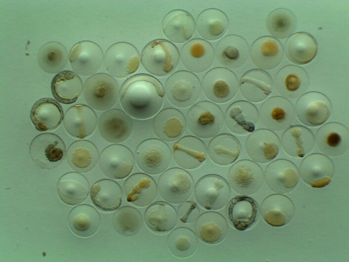Fiskeegg funnet i Redalsvika, rett ved det planlagte deponiet. (Foto: Mari S. Myksvoll) Fiskeegg funnet i Redalsvika, rett ved det planlagte deponiet. (Foto: Mari S. Myksvoll)