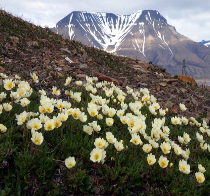 På Svalbard er det generelt mye kalk og høy pH i bakken. Her vokser reinrose overalt og kan ikke sies å være indikator for spesielt artsrike plantesamfunn. (Foto: Anders L. Kolstad, NTNU Vitenskapsmuseet CC BY-SA 4.0) På Svalbard er det generelt mye kalk og høy pH i bakken. Her vokser reinrose overalt og kan ikke sies å være indikator for spesielt artsrike plantesamfunn. (Foto: Anders L. Kolstad, NTNU Vitenskapsmuseet CC BY-SA 4.0)
