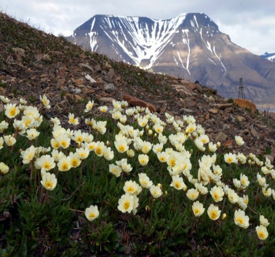 På Svalbard er det generelt mye kalk og høy pH i bakken. Her vokser reinrose overalt og kan ikke sies å være indikator for spesielt artsrike plantesamfunn. (Foto: Anders L. Kolstad, NTNU Vitenskapsmuseet CC BY-SA 4.0)