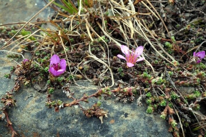 Den krypende formen av rødsildre vokser på litt mer beskyttede steder ned mot snøleiene og karakteriseres ved raskere vekst og færre blomster. Denne formen av arten kan ha enten to eller fire DNA-sett. (Foto: Anders L. Kolstad NTNU Vitenskapsmuseet CC BY-SA 4.0) Den krypende formen av rødsildre vokser på litt mer beskyttede steder ned mot snøleiene og karakteriseres ved raskere vekst og færre blomster. Denne formen av arten kan ha enten to eller fire DNA-sett. (Foto: Anders L. Kolstad NTNU Vitenskapsmuseet CC BY-SA 4.0)
