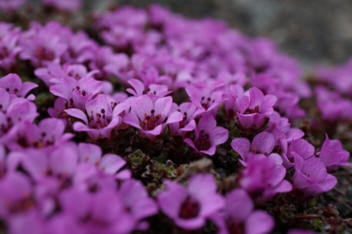Rødsildre (Saxifraga oppositifolia) kan vokse som tette tuer og blomster gjerne veldig rikt tidlig om våren. Denne formen av arten har alltid to sett med komplimentært DNA. Foto: Anders L. Kolstad NTNU Vitenskapsmuseet CC BY-SA 4.0. Rødsildre (Saxifraga oppositifolia) kan vokse som tette tuer og blomster gjerne veldig rikt tidlig om våren. Denne formen av arten har alltid to sett med komplimentært DNA. Foto: Anders L. Kolstad NTNU Vitenskapsmuseet CC BY-SA 4.0.