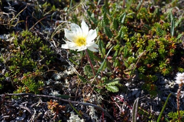 Reinrose er en vakker plante i fjellet som også indikerer for botanikere at det kan finnes sjeldne arter knyttet til kalkforekomster i bakken. Foto: Anders L. Kolstad, NTNU Vitenskapsmuseet CC BY-SA 4.0 Reinrose er en vakker plante i fjellet som også indikerer for botanikere at det kan finnes sjeldne arter knyttet til kalkforekomster i bakken. Foto: Anders L. Kolstad, NTNU Vitenskapsmuseet CC BY-SA 4.0