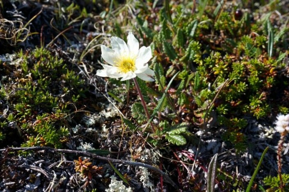Reinrose er en vakker plante i fjellet som også indikerer for botanikere at det kan finnes sjeldne arter knyttet til kalkforekomster i bakken. Foto: Anders L. Kolstad, NTNU Vitenskapsmuseet CC BY-SA 4.0