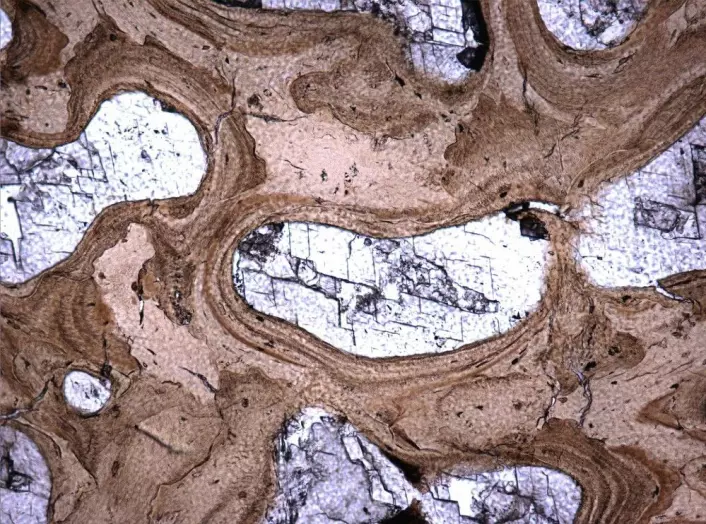 Slik ser mikrostrukturen inne i en svaneøgleknokkel ut. Dette er tatt med vanlig lys, forsidebildet på bloggen med polarisert lys. Her er det brune knokkel. Foto: LLD