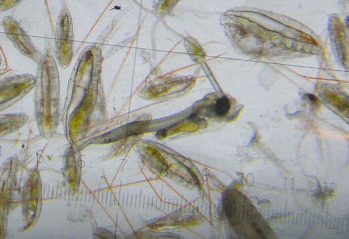Raudåte, krillegg, krepsdyrlarver og torskelarve sett i lupe. Grønne mager viser at de har spist planteplankton. (Foto: Ragni Olssøn, Havforskninginstituttet) Raudåte, krillegg, krepsdyrlarver og torskelarve sett i lupe. Grønne mager viser at de har spist planteplankton. (Foto: Ragni Olssøn, Havforskninginstituttet)