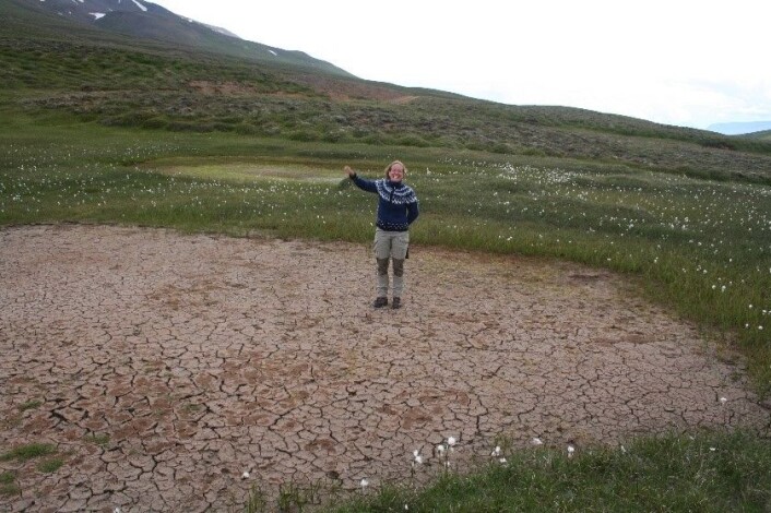 Det går an å bli hoppende glad over å finne jøkelstarr på Island. (Foto: Kristine Bakke Westergaard) Det går an å bli hoppende glad over å finne jøkelstarr på Island. (Foto: Kristine Bakke Westergaard)