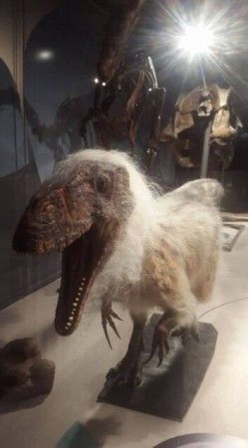 En anbefaling til slutt: Se den nye evolusjonsutstillingen på Naturhistorisk Museum. Bare gjør det. Foto: LLD En anbefaling til slutt: Se den nye evolusjonsutstillingen på Naturhistorisk Museum. Bare gjør det. Foto: LLD