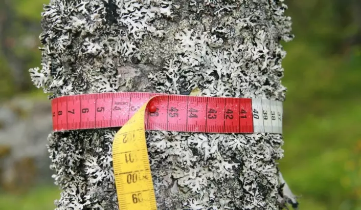 Gjennom å registrere, centimeter for centimeter, får vi oversikt over hvilke arter som forekommer og i hvor stor mengde. Her fra et tre i et annet overvåkingsområde, hvor det er lav som dominerer. (Foto: Marianne Evju)