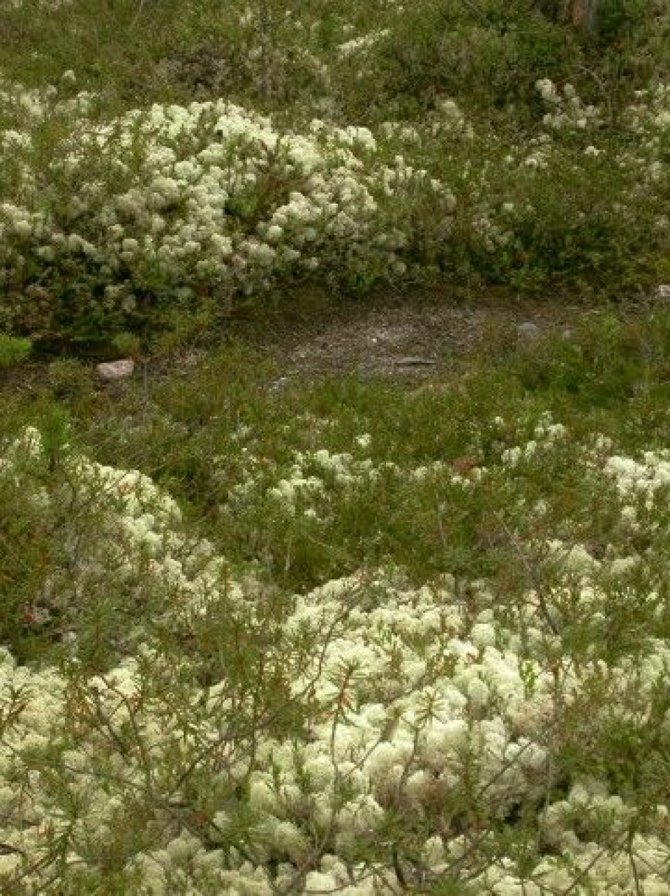 Laven kvitkrull bugner i områder med lite til moderat beite. Her vokser den innimellom busker av finnmarkspors. (Foto: Jarle W. Bjerke)
