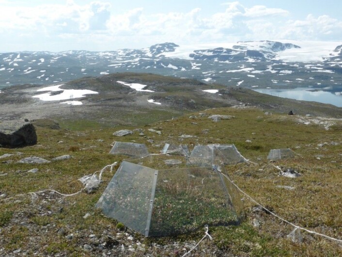 Små drivhus av pleksiglass, som her på Finse, er en mye brukt form for klimamanipulasjon. (Foto: Siri Lie Olsen) Små drivhus av pleksiglass, som her på Finse, er en mye brukt form for klimamanipulasjon. (Foto: Siri Lie Olsen)