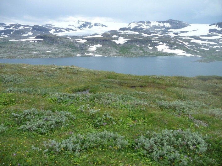 Hvordan vil dette landskapet med isbreer og kortvokst fjellvegetasjon påvirkes av klimaendringene? (Foto: Siri Lie Olsen) Hvordan vil dette landskapet med isbreer og kortvokst fjellvegetasjon påvirkes av klimaendringene? (Foto: Siri Lie Olsen)