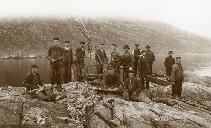 Tidlig 1900-tallet: Fiskere sløyer og veier fisken i fjæra i Torsvåg. (Foto: Tromsø Museum) Tidlig 1900-tallet: Fiskere sløyer og veier fisken i fjæra i Torsvåg. (Foto: Tromsø Museum)